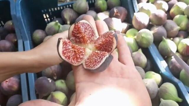 ต้นมะเดื่อฝรั่ง หรือฟิกแบล็คแจ็ค