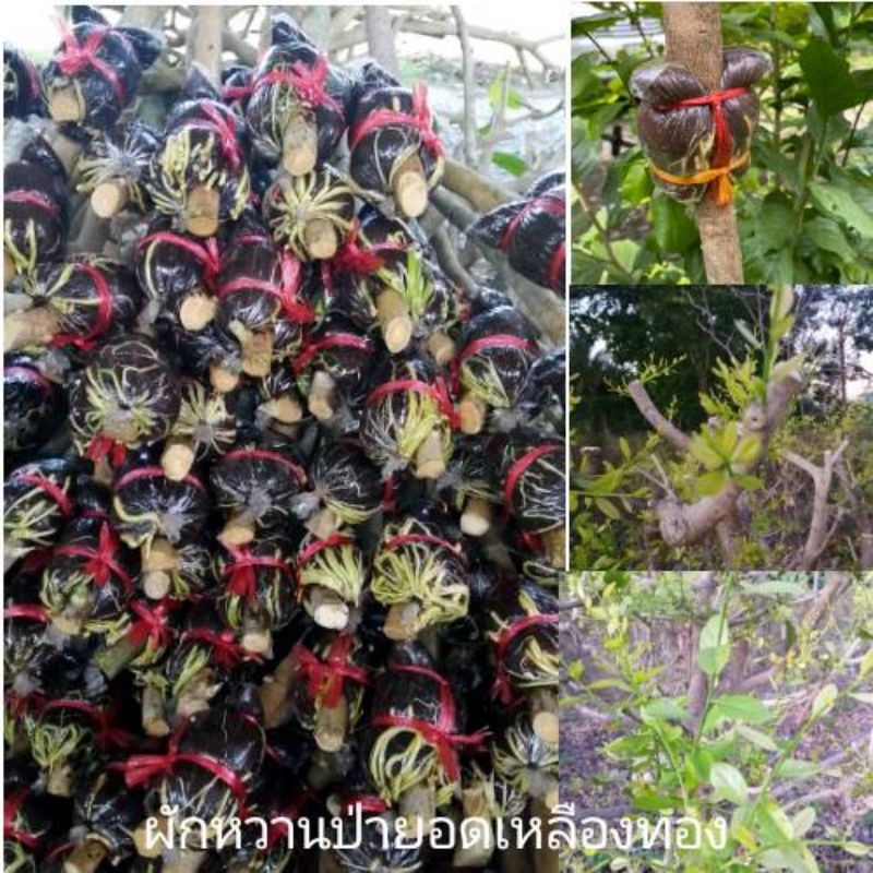 🍀#กิ่งตอนผักหวานป่ายอดเหลืองทอง กิ่งใหญ่ รากแน่น