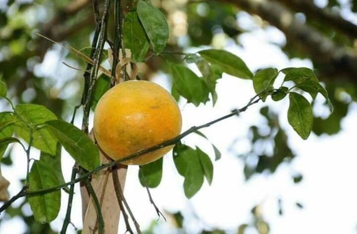 ส้มสีทอง ส้มเขียวหวาน