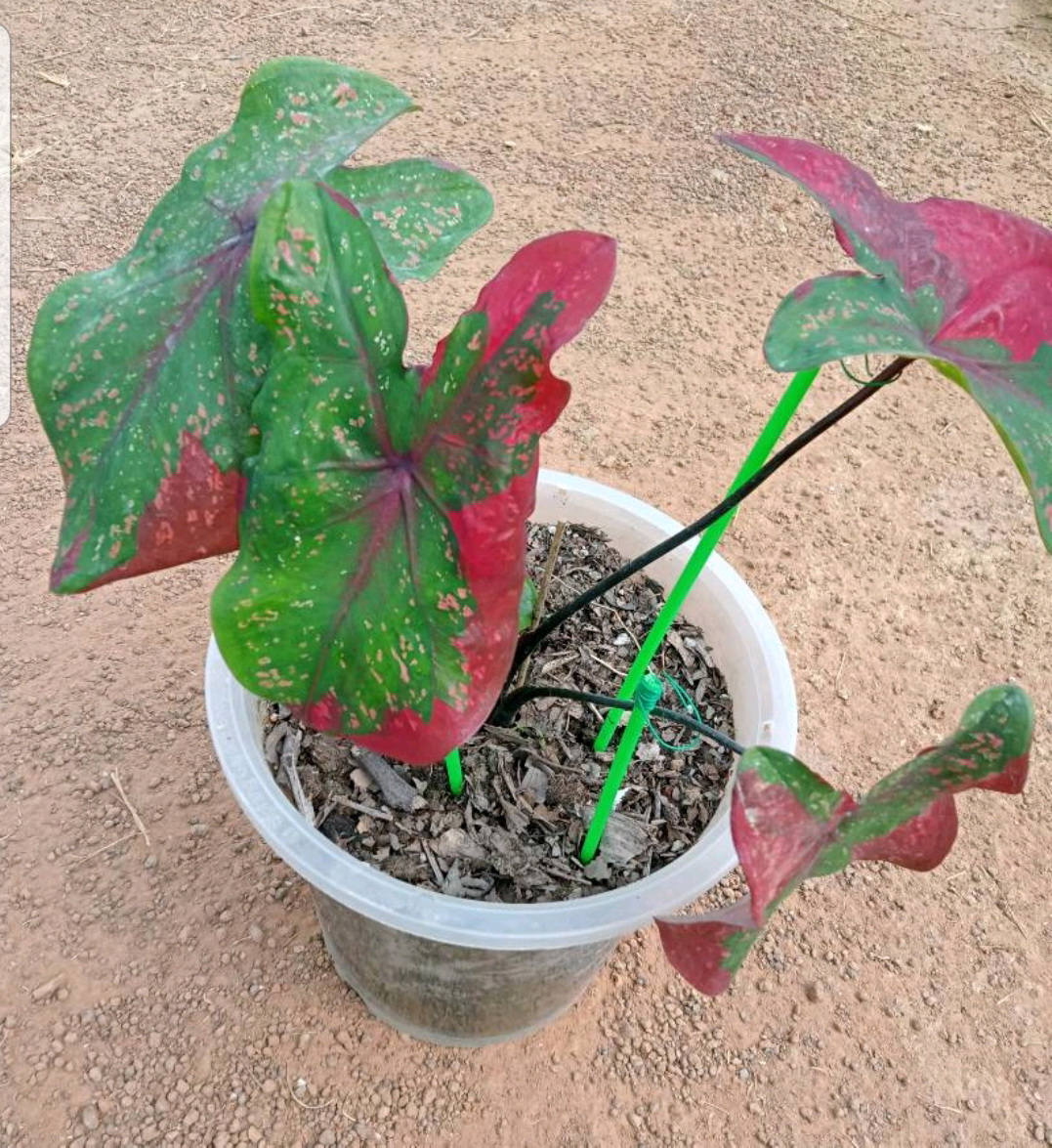 ลวดหุ้มกลม ลวดเคลือบพลาสติกกลม ลวดเคลือบ ลวดมัดต้นไม้ #24/80M สีขาว WT24-001