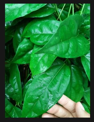 ใบย่านางสด 100 ใบ