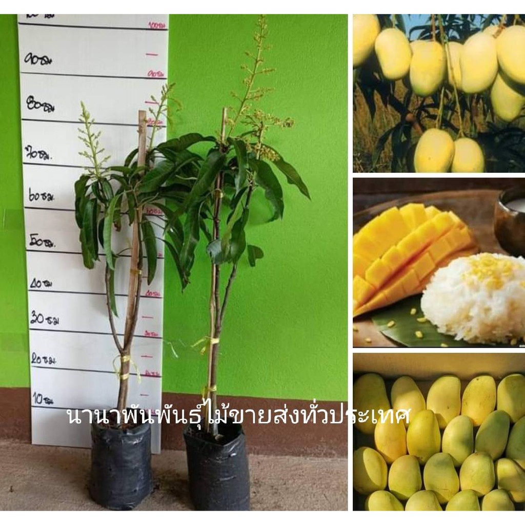 #ต้นมะม่วงอกร่องทองมะม่วงโบราณ รสชาดหวานหอมอร่อย