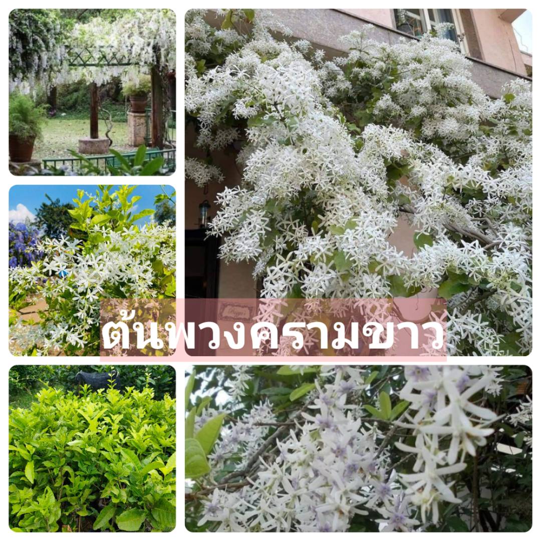 #ต้นพวงครามดอกขาว White Petrea ไม้เลื้อยที่ธรรมดาแต่ดูแพง ต้นสวยพร้อมปลูก