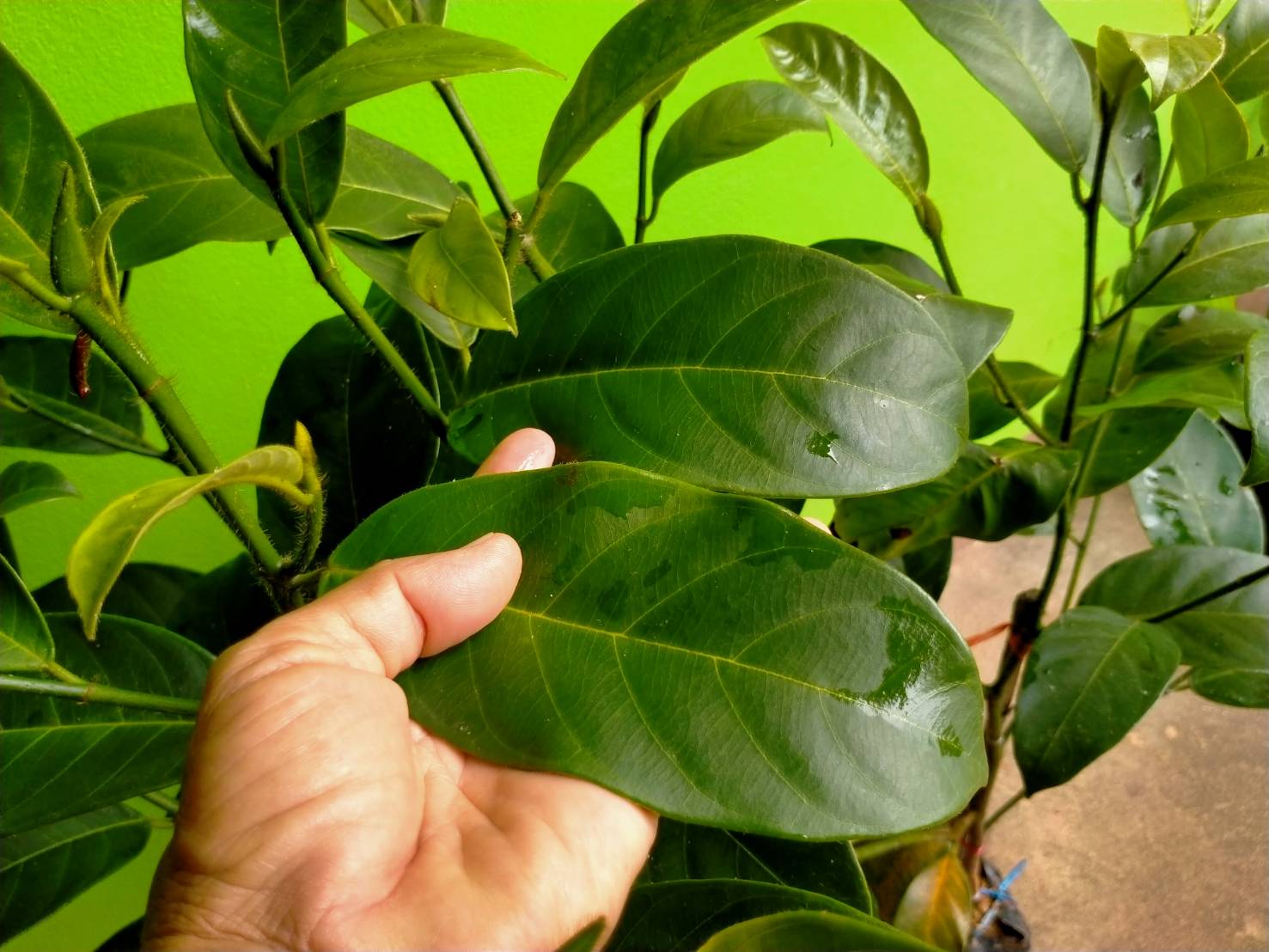 ต้นจำปาดะเกาะยอ ต้นทาบสวย ๆพร้อมส่งคะ