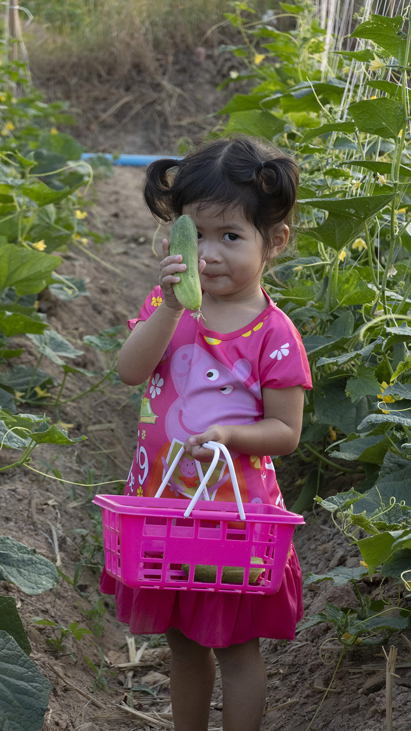 แตงกวาอินทรีย์ 1 กก.