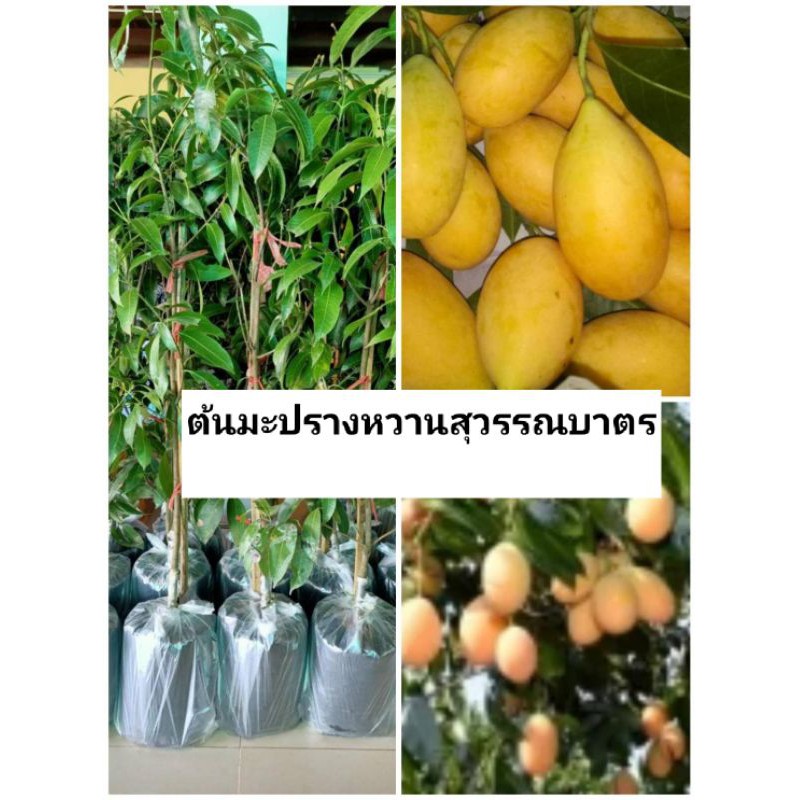 💢#ต้นมะปรางหวานสุวรรณบาตร ต้นทาบสวยๆ