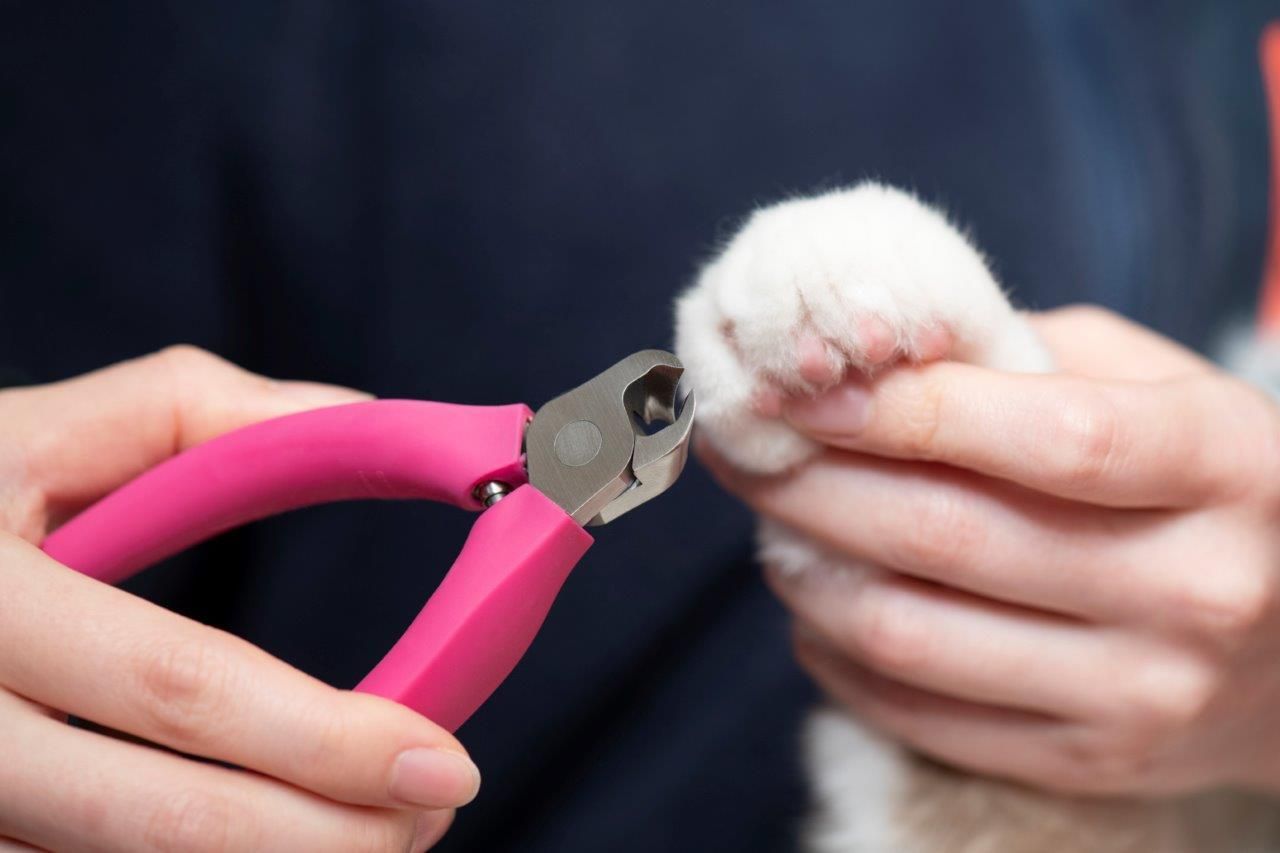 SUWADA กรรไกรตัดเล็บสัตว์เลี้ยงตัวเล็ก เช่น แมว, สุนัข (ด้ามจับสีเหลือง) คุณภาพพรีเมี่ยมอันดับ1 แฮนด์เมด ตัดเล็บได้เรียบเนียน พร้อมกล่องโลหะสุดหรู