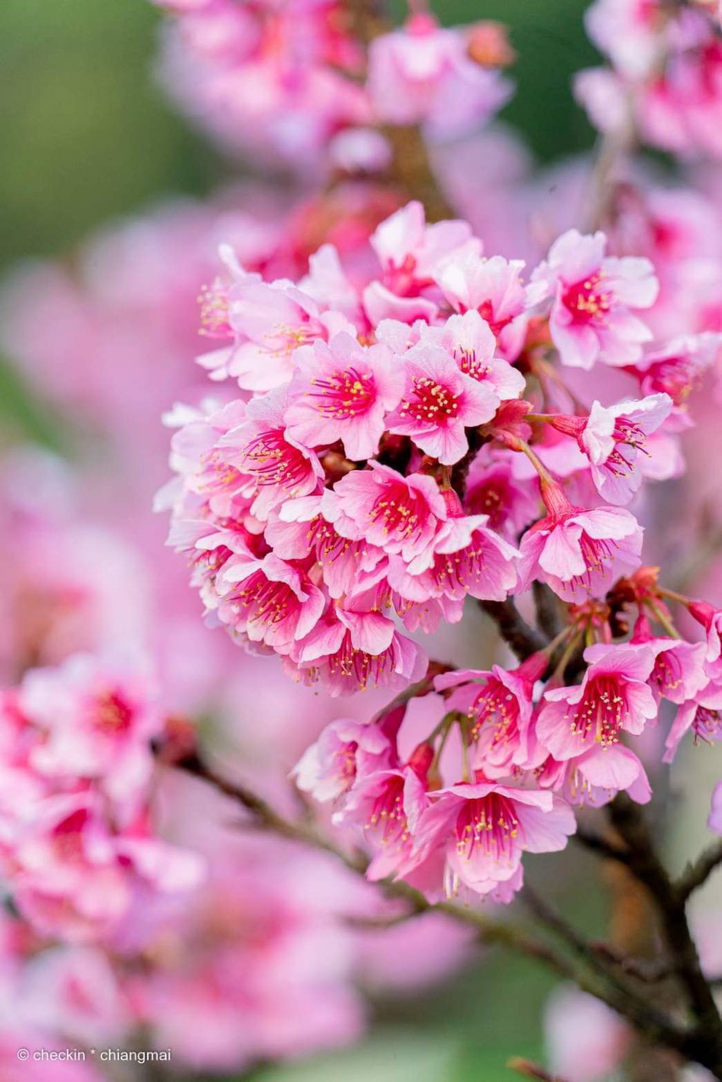 ต้นพญาเสือโคร่ง ซากุระเมืองไทย