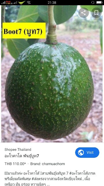 ต้นอะโวคาโด บูธ7 เสียบยอดสวยๆ