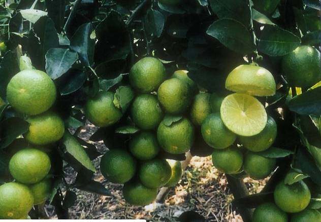 #มะนาวแป้นสุขประเสริฐ ไร้เมล็ด พันธุ๋ผสมระหว่างมะนาวแป้นพิจิตรและแม่ลูกดก น้ำเยอะ รสเปรี้ยว หอมแรง