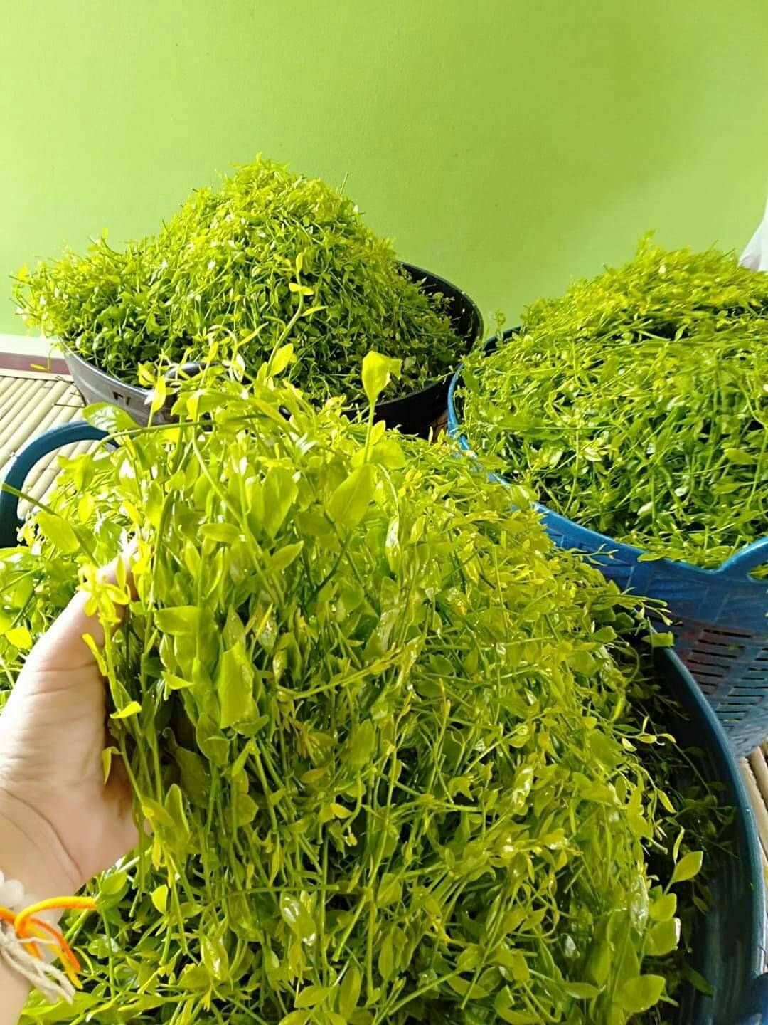 ต้นผักหวานป่า กิ่งตอนผักหวาน ผักหวานป่า ผักหวาน