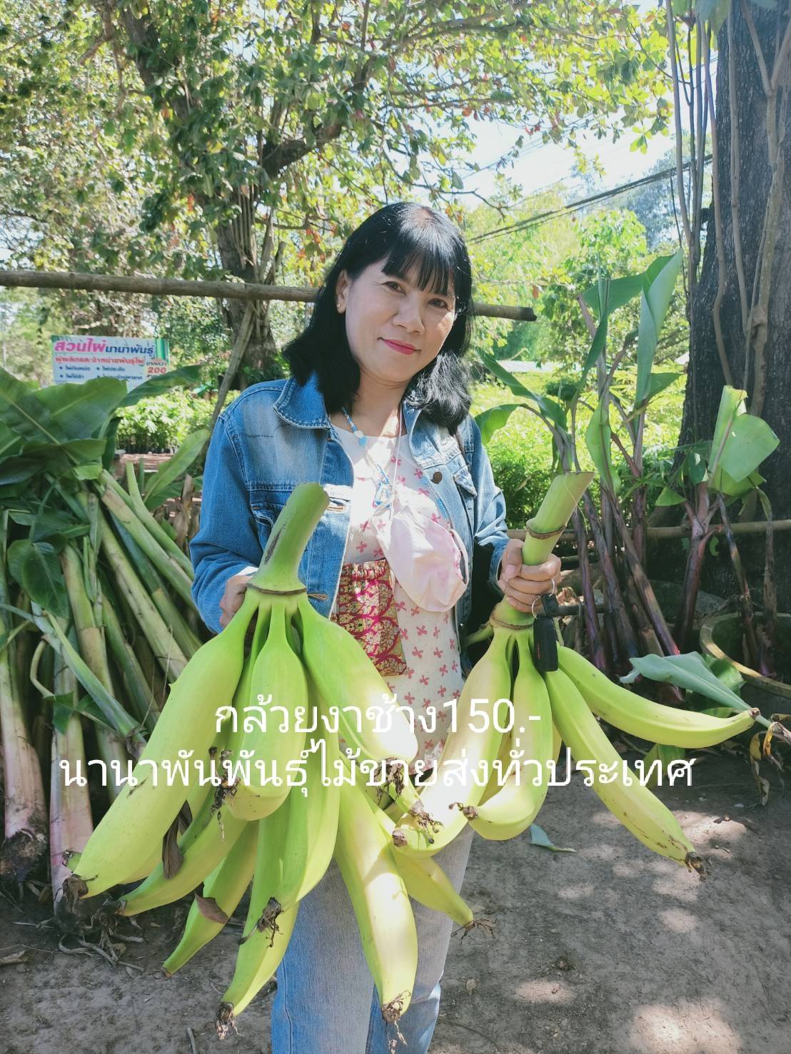 🍌🍌#หน่อกล้วยงาช้าง ลูกใหญ่ ยาว หน่อสวยพร้อมปลูกค่ะ