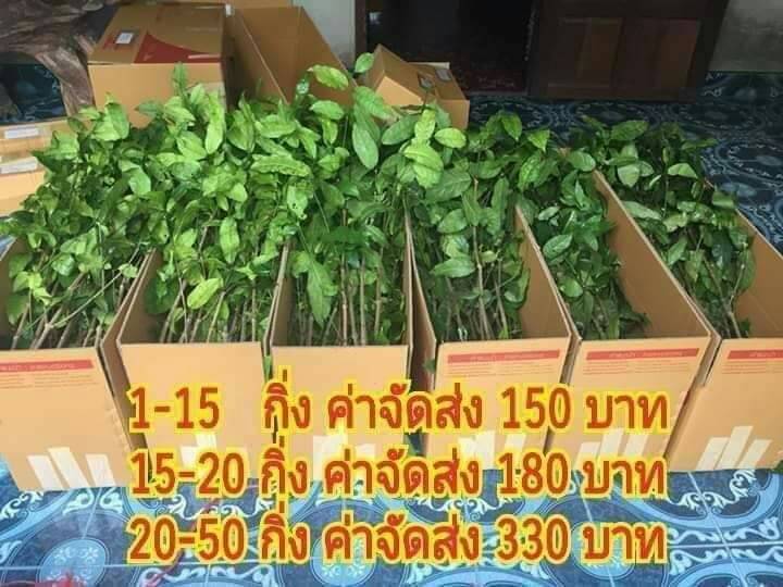 กิ่งชำหรือกิ่งตอนต้นผักเหลียง