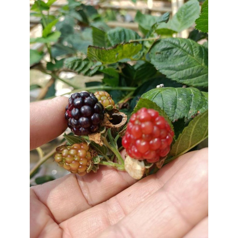 ต้นแบล็คเบอรี่ไร้หนาม ให้ผลผลิตไวปลูกง่าย พร้อมลงปลูกคะ