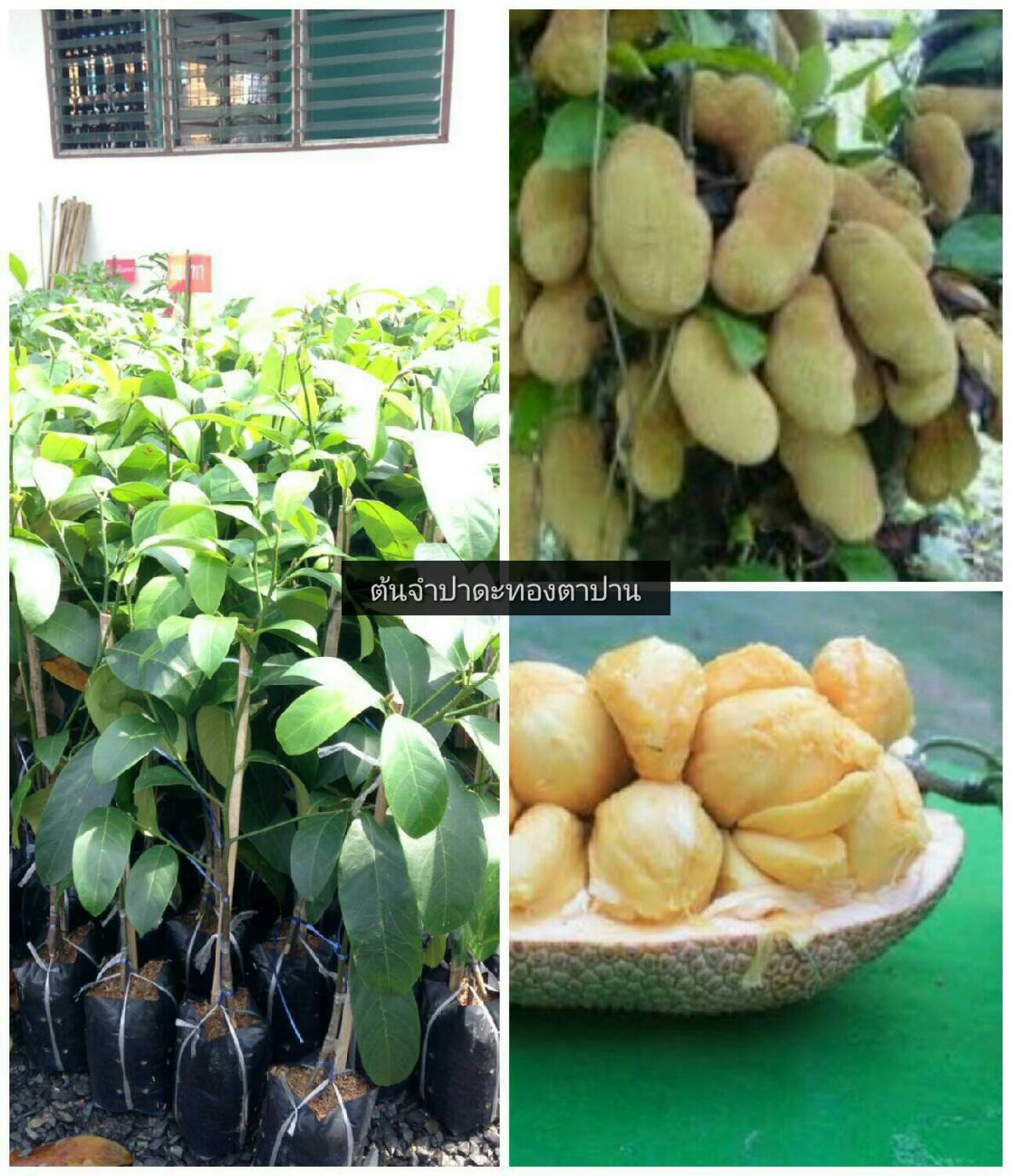ต้นจำปาดะทองตาปาน
