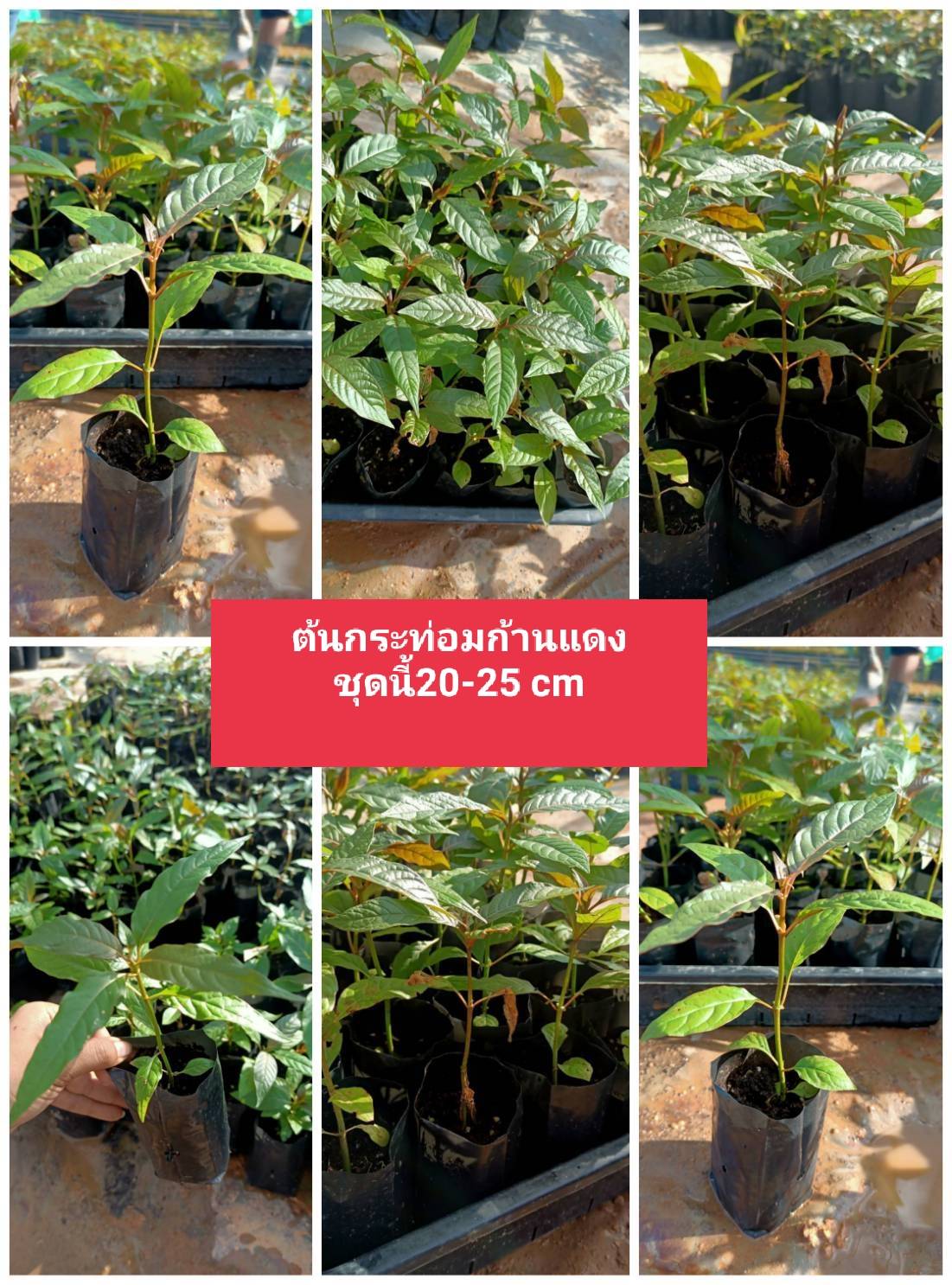 ต้นกระท่อมก้านแดง รุ่น 20-25 cm