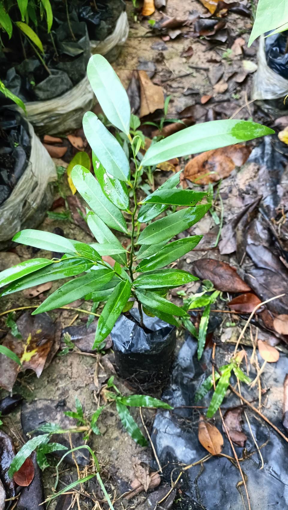 🌺"ลำดวนแดง” นับเป็นพันธุ์ไม้พื้นเมืองที่หายาก