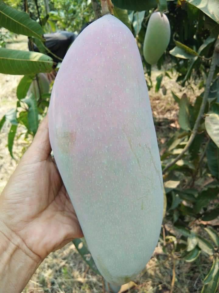 ต้นมะม่วงงาช้างแดง