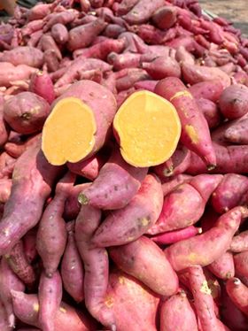 มันญี่ปุ่นอินทรีย์ "โอกินาว่า" อินทรีย์100%