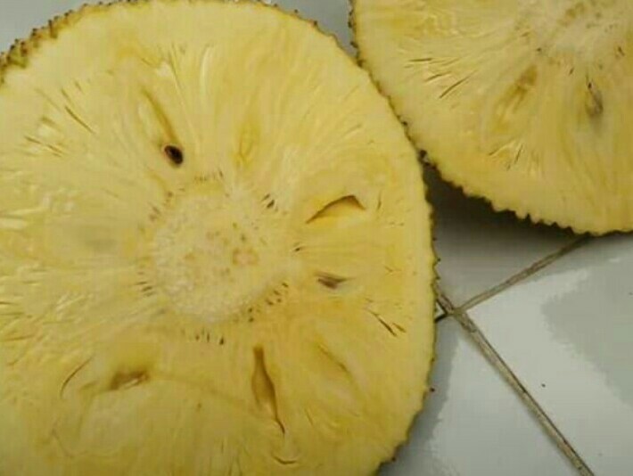 ต้นขนุนไร้เมล็ดเพชรน้ำผึ้ง