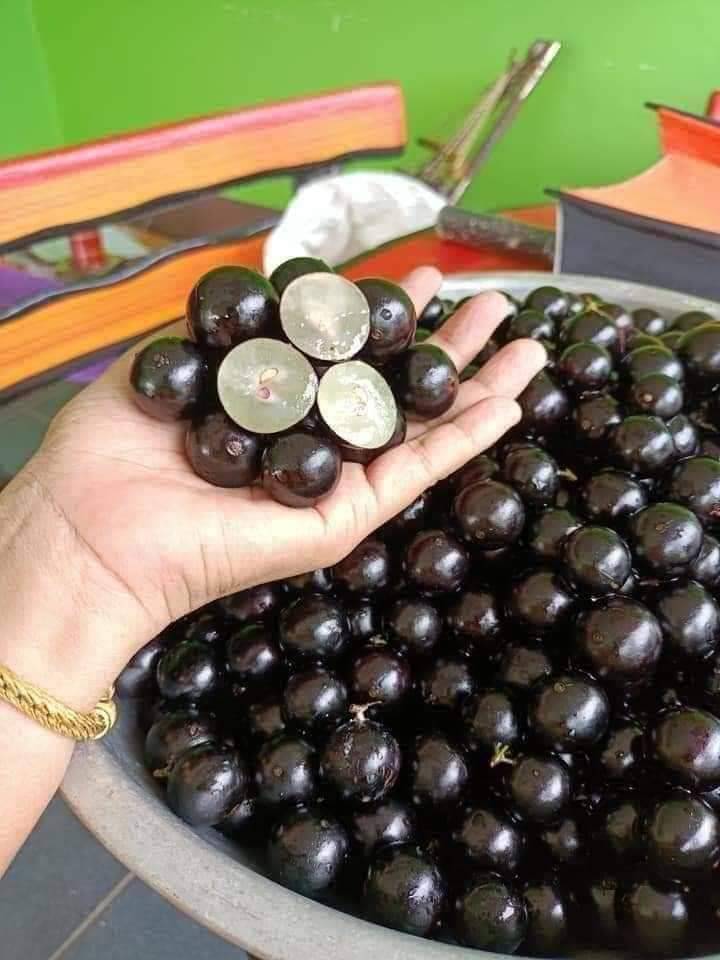 ต้นองุ่่นบราซิล ขนาด 60cm ต้นสวยๆ