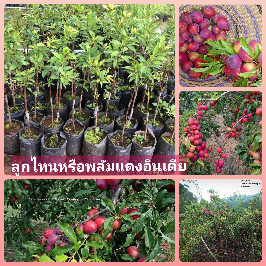 ลูกไหนหรือพลัมแดง🍅🪴พันธุ์แดงอินเดียผลใหญ่ ( Red India Plum ) "