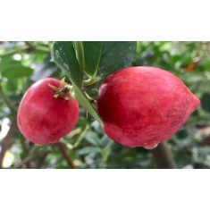 มะม่วงหาวมะนาวโห่ญี่ปุ่น พันธุ์หวานลุกใหญ่ จ้า