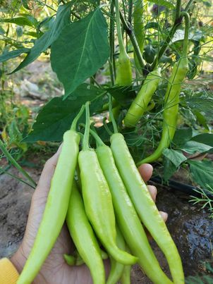 พริกหยวกอินทรีย์ 500กรัม