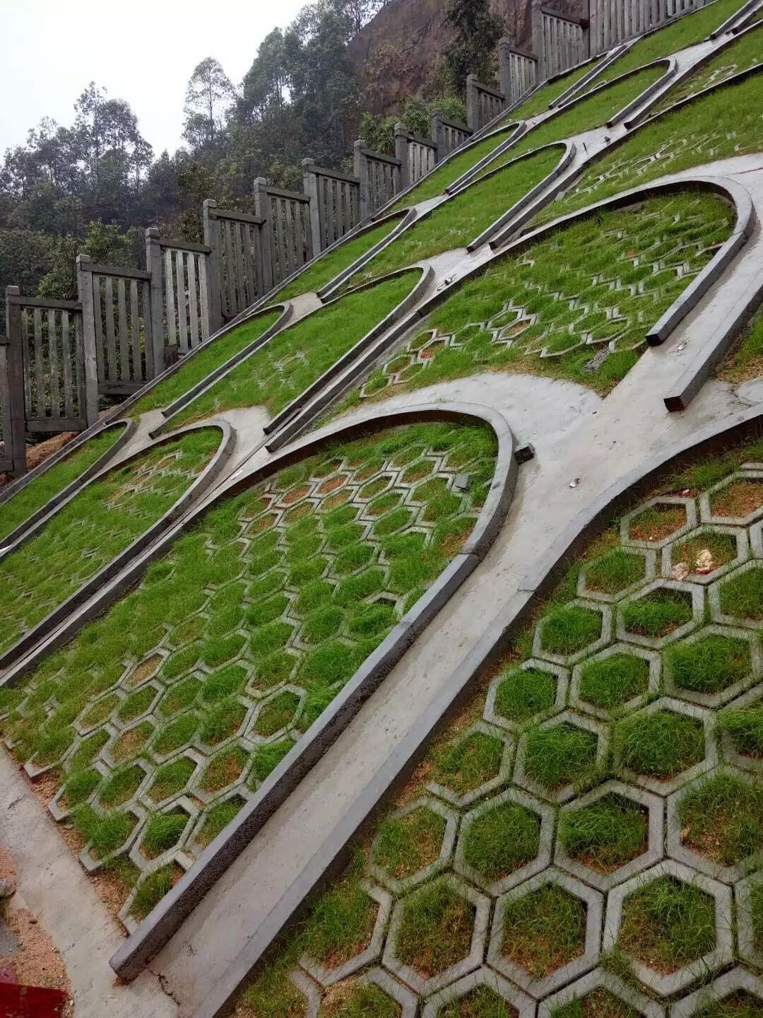 (1กก.)เมล็ดหญ้าเบอร์มิวด้า+น้ำยาแช่เมล็ด