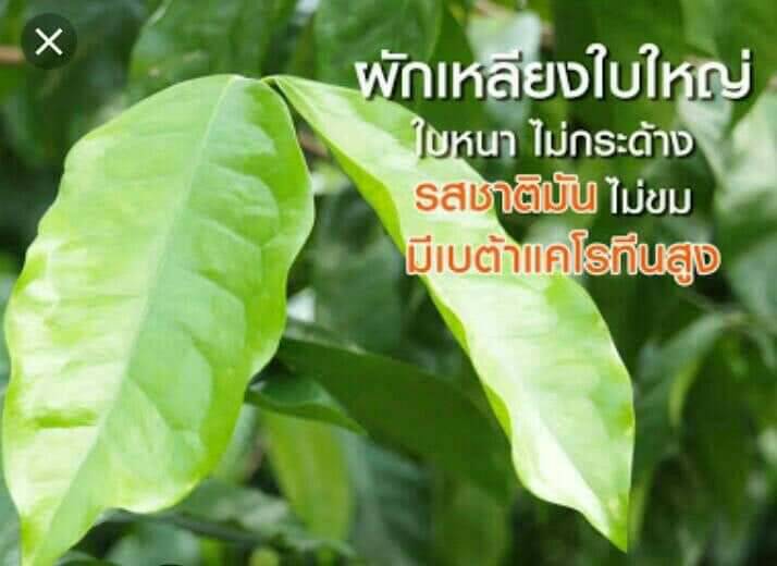 ผักเหลียง ใบเหลียง ใบเหมียง ต้นเหลียง