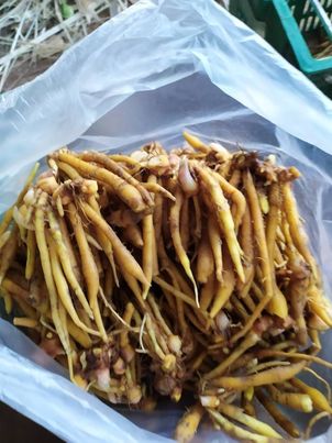 กระชาย ออแกนิค 500กรัม