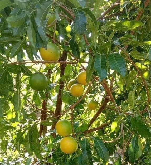 💥ต้นอะบิว เอบิวใต้หวัน ไม้ผลน่าปลูกอร่อยม๊าก