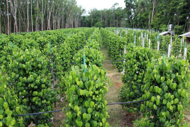 ต้นพริกไทยชีลอน พริกไทยชีลอนขาว ต้นชำพร้อมปลูกคะ