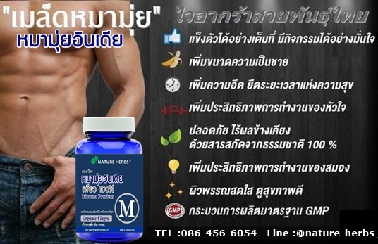 สมุนไพรหมามุ่ยอินเดียแคปซูล 1 ขวด แถม!! หมามุ่ยอินเดีย ขนาด 30 เม็ด 1 ห่อ