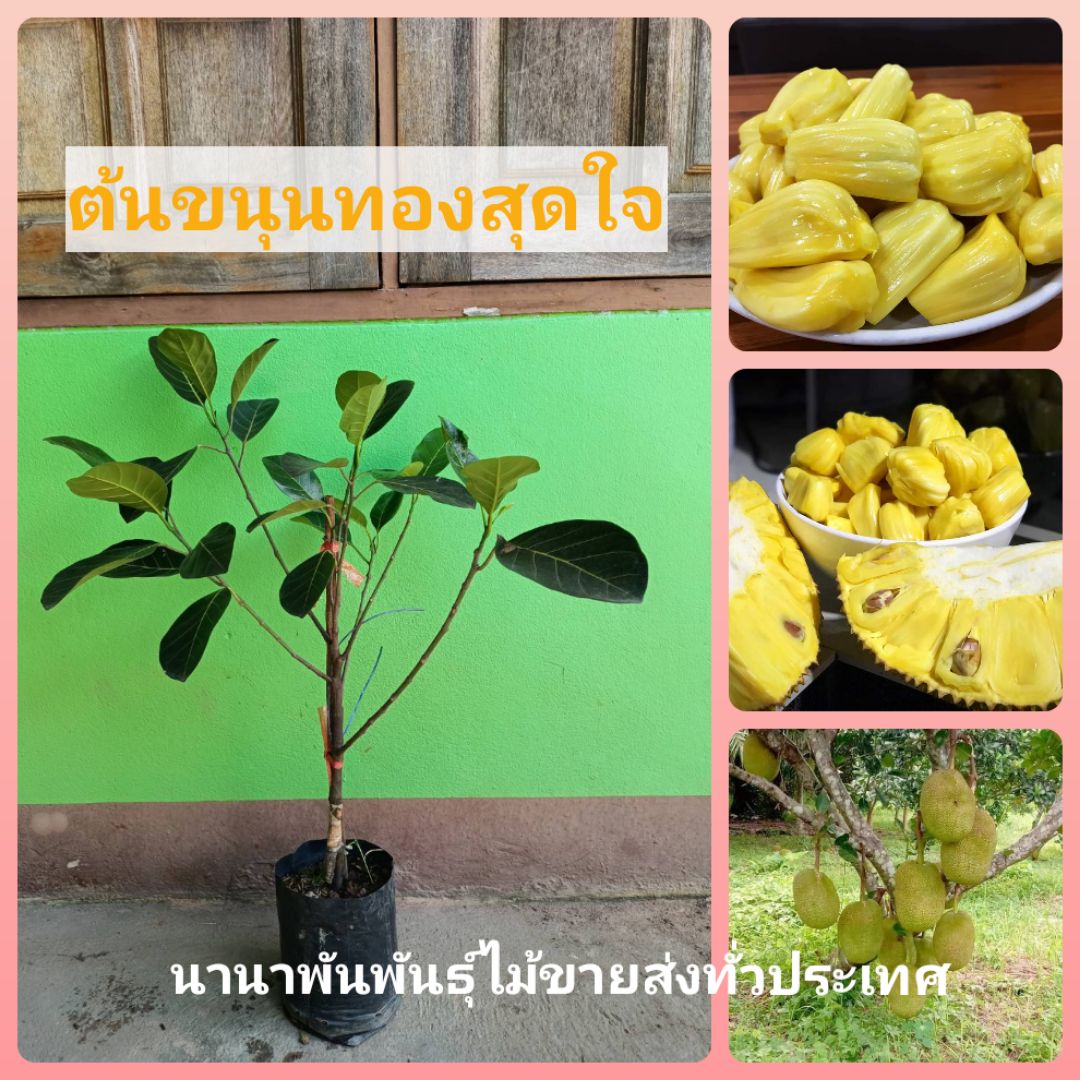 💥ต้นขนุนทองสุดใจ ขนุนเนื้อหวานสีสวย ยางน้อยอร่อยมาก ต้นทาบกิ่งพร้อมส่งคะ