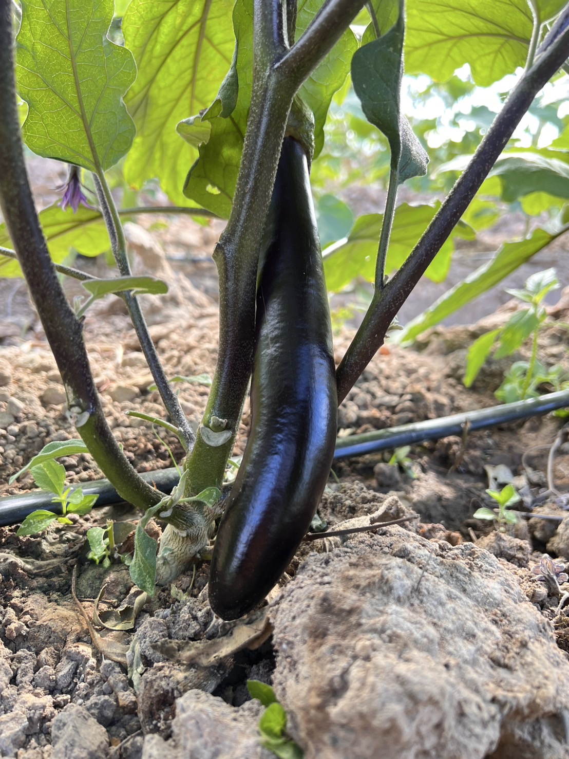 มะเขือยาวอินทรีย์ บรรจุ500กรัม