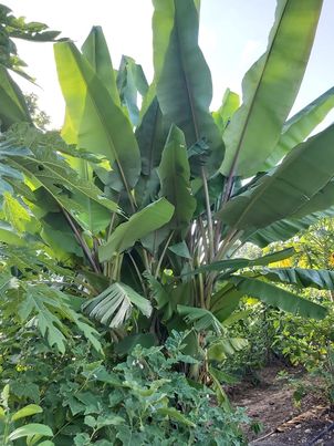 ใบตองกล้วยป่า (นุ่มนิ่ม) 200 กรัม