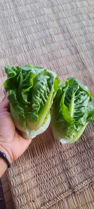 เบบี้คอส ออแกนิค