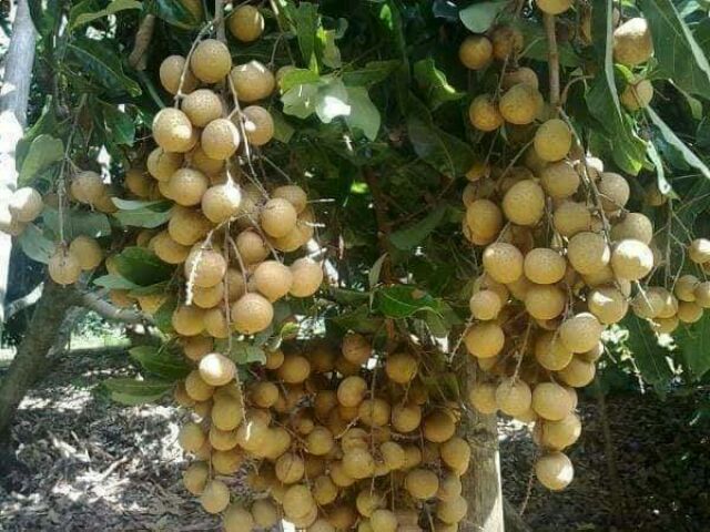 ต้นลำใยอีดอ ขนาด60-70 ชม.สั่ง2-4 ต้นต่อออเดอร์