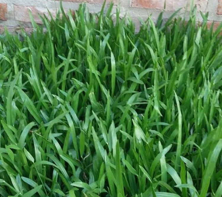 (500กรัม)เมล็ดหญ้ามาเลย์,หญ้าพรมใบอ้วน,หญ้าหลุยเซียน่า-หญ้ามาเลเซีย พร้อมคู่มือและฮอโมนแช่เมล็ด