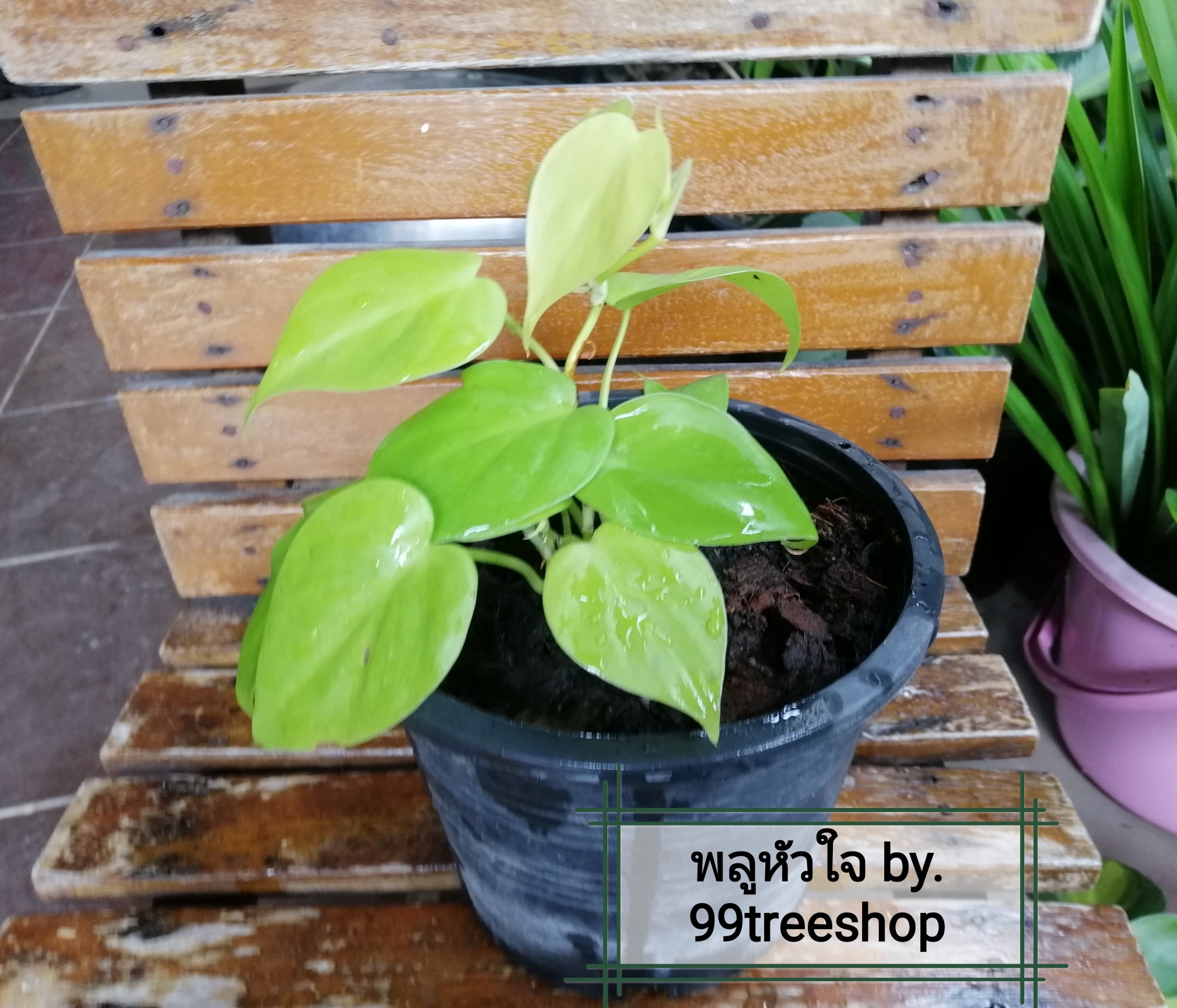ต้นพลูหัวใจ กระถาง 4+5นิ้ว