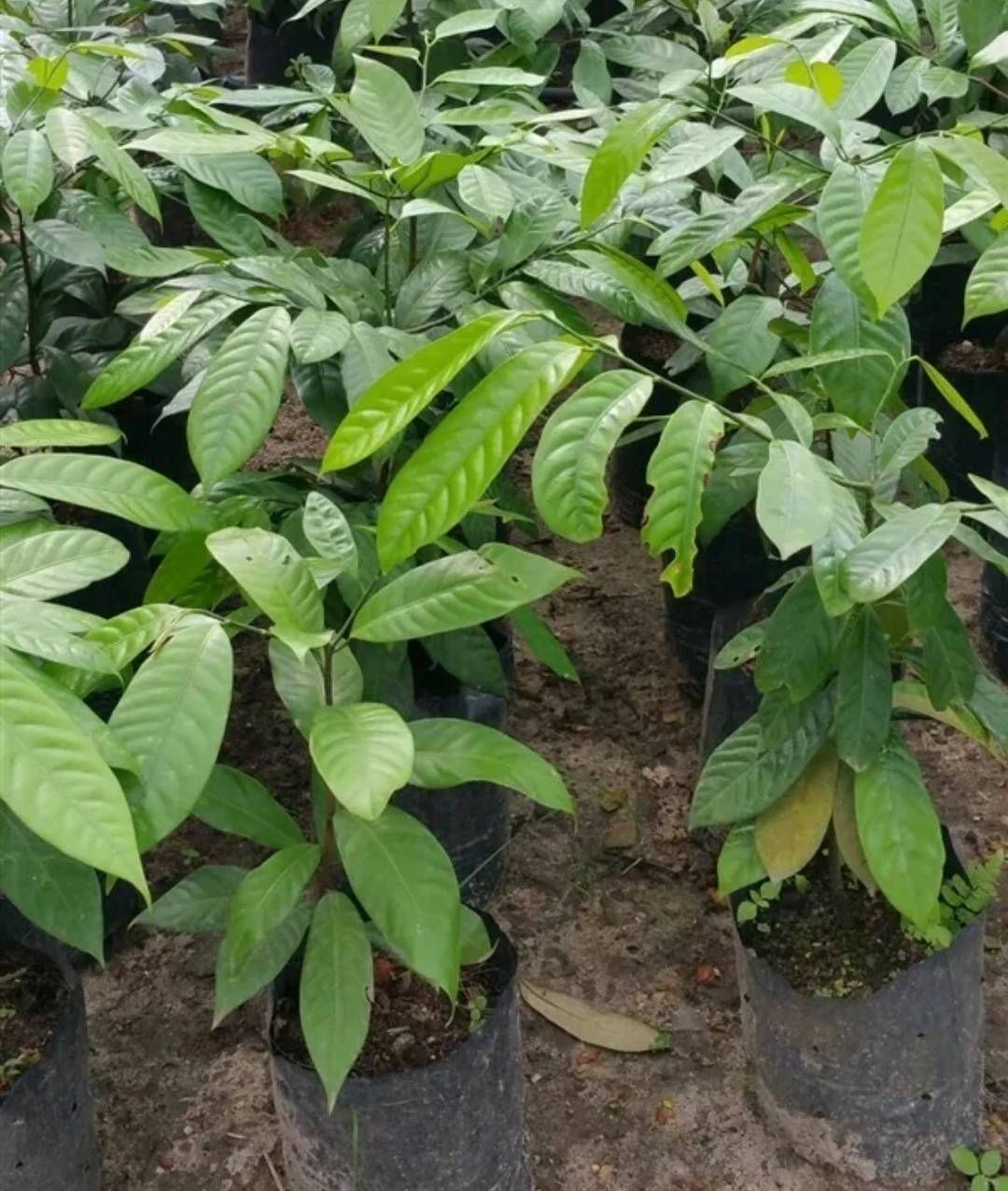 #ต้นจันทร์เทศ ไม้หอม เครื่องเทศ ราคาแพง ต้นพร้อมปลูกจ้า