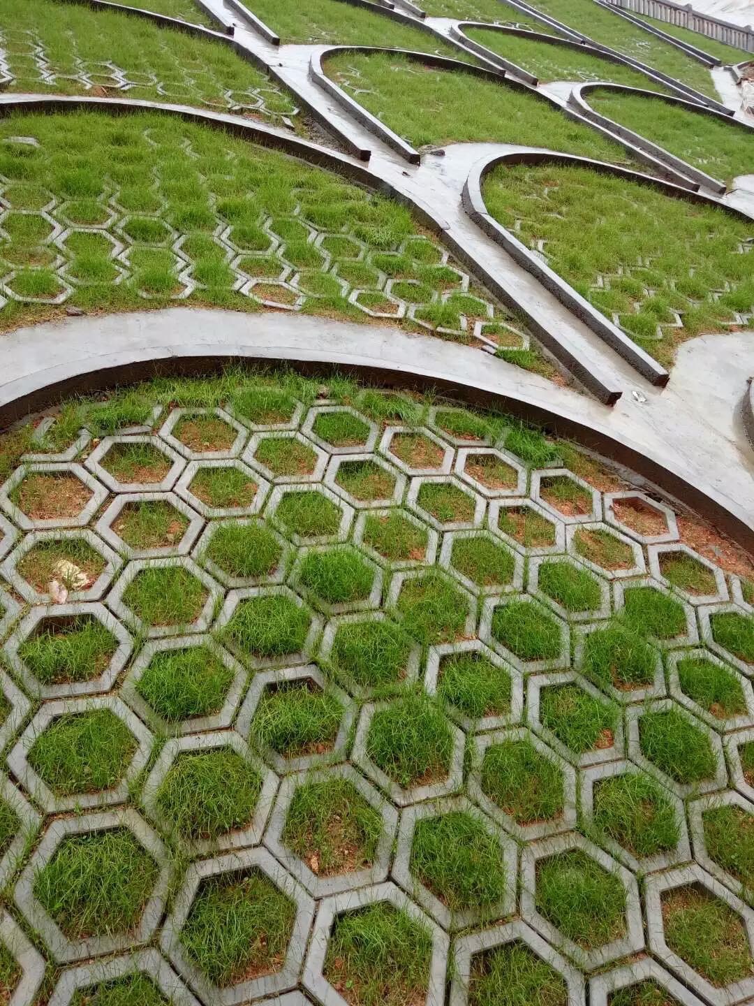 (1กก.)เมล็ดหญ้าเบอร์มิวด้า+น้ำยาแช่เมล็ด