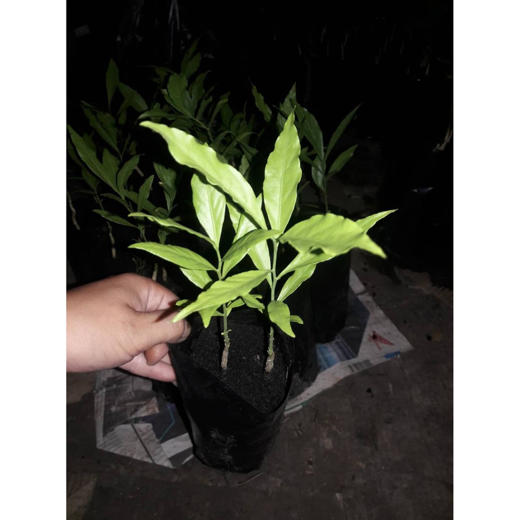 🍀#กล้าผักหวานป่า #ผักหวานป่าเพาะเมล็ด แบบชุด 10 ถุง20 ต้น 600 บ.