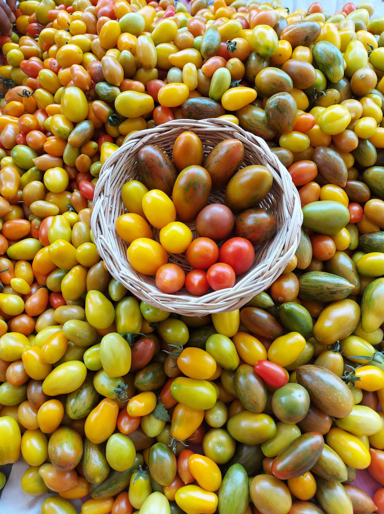 มะเขือเทศราชินีอินทรีย์ หลากสี (สีแดง สีเหลือง สีม่วง) บรรจุ500กรัม