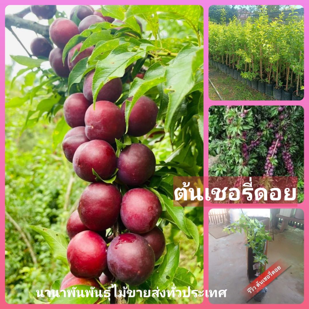 #ต้นเชอรี่ดอย แบบตอนกิ่ง ต้นแข็งแรงพร้อมปลูกคะ