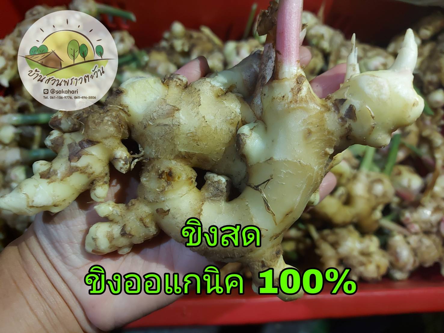 ขิงสด ขิงออแกนิค 100% บรรจุ 1 กก. บ้านสวนพราวตะวัน