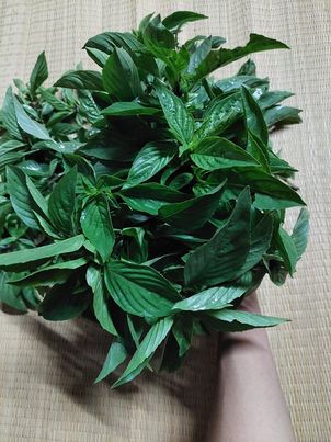 โหระพา ออร์แกนิค 100 กรัม