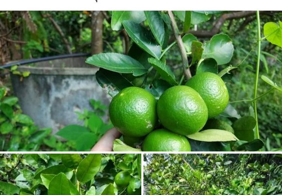 มะนาวแป้นอินทรีย์ 1 กก.