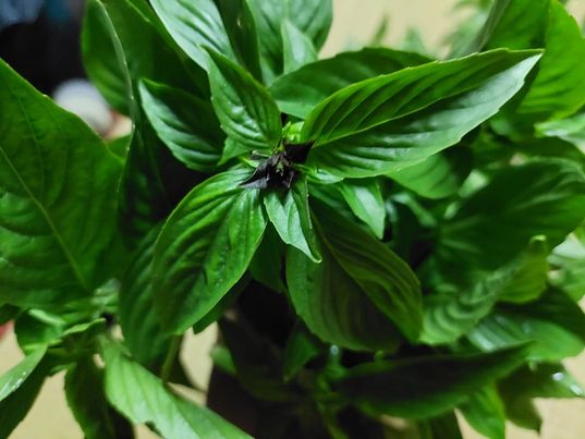 โหระพา ออร์แกนิค 100 กรัม